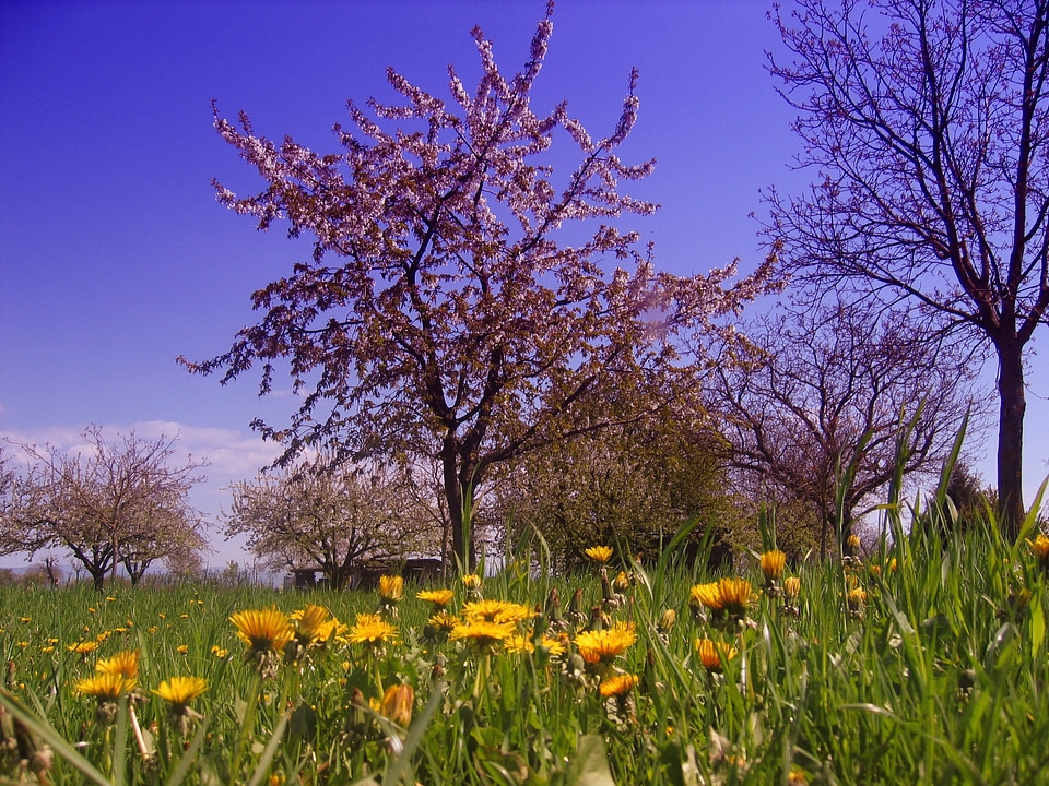 Blossom bloom grass