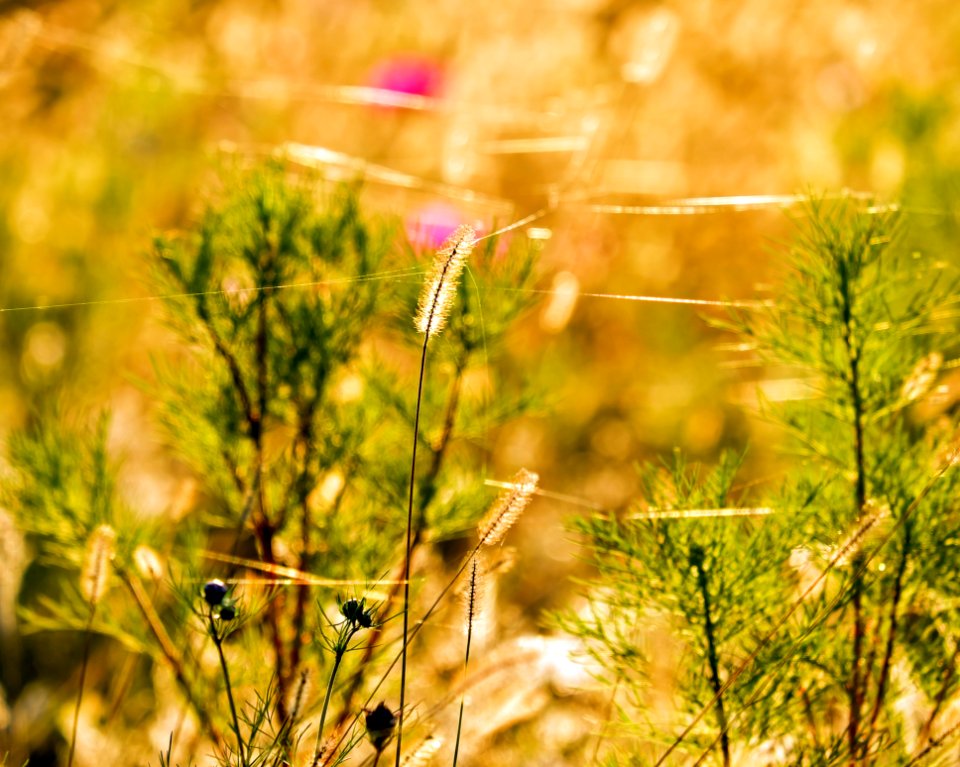 Ecosystem Vegetation Flora Flower