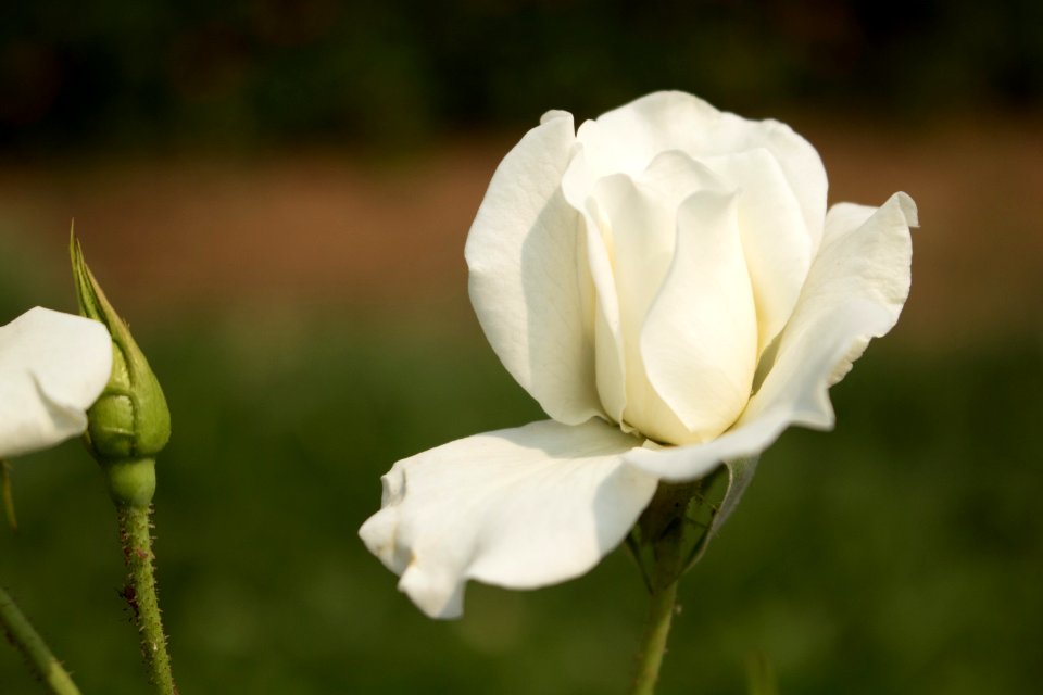 Flower Rose Family White Rose