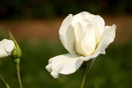 Flower Rose Family White Rose