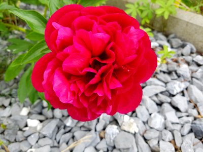 Flower Plant Pink Flowering Plant