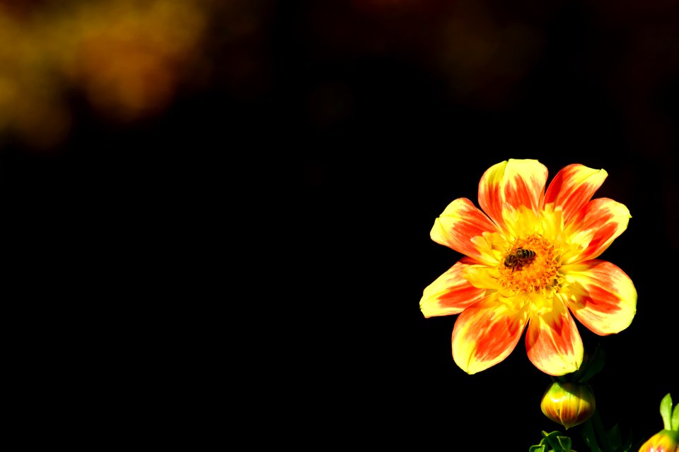 Flower Yellow Flora Flowering Plant