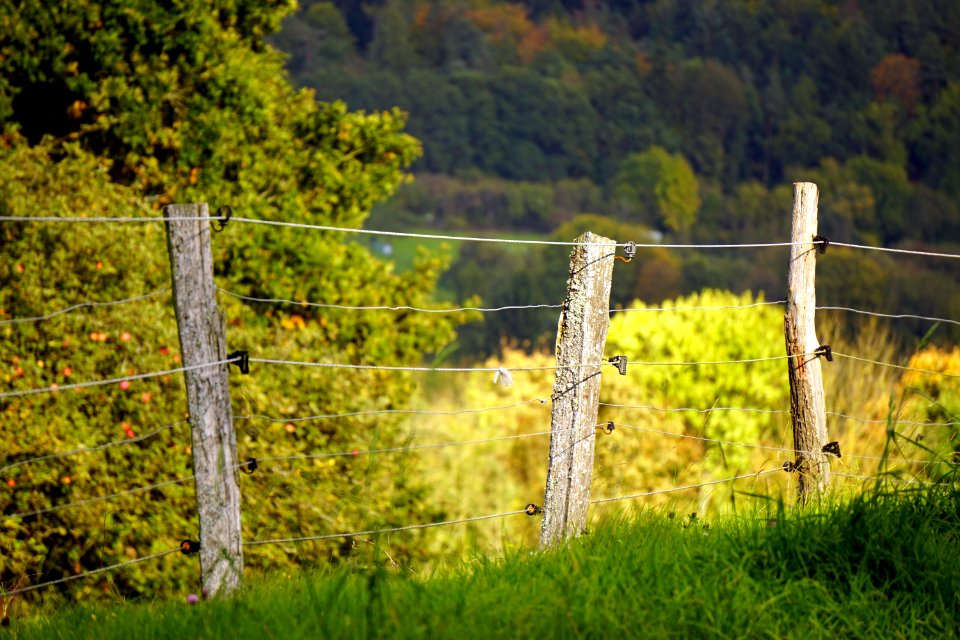 Nature Leaf Grass Field