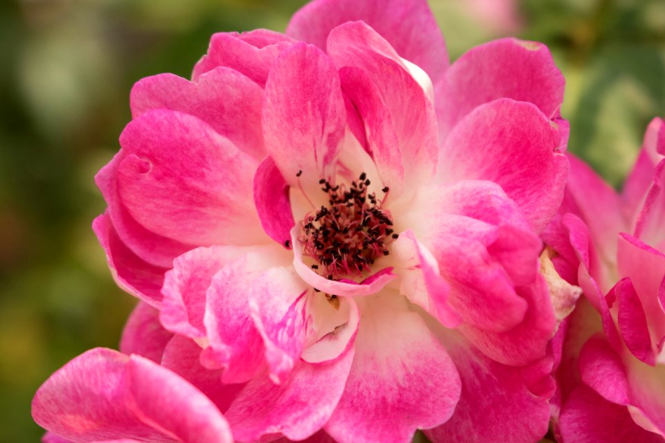 Flower Pink Rose Family Flowering Plant