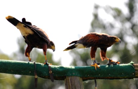 Bird Fauna Bird Of Prey Beak photo