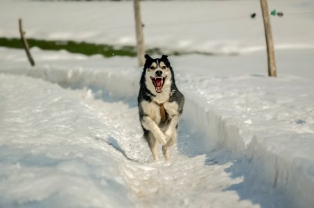 Dog Dog Like Mammal Siberian Husky Snow photo