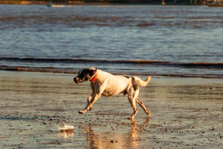 Dog Dog Like Mammal Water Sand photo