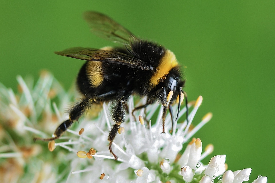 Macro garden honey photo