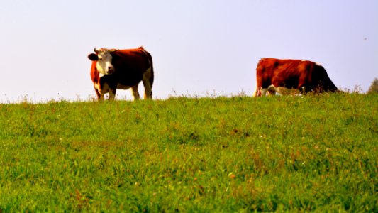 Grassland Pasture Grazing Cattle Like Mammal photo