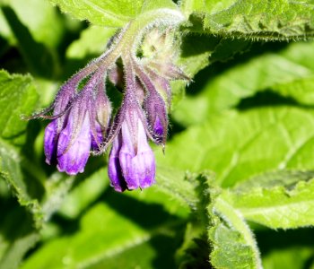 Plant Flora Comfrey Herb photo