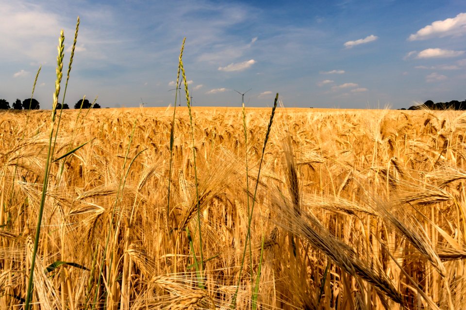 Wheat Food Grain Crop Field