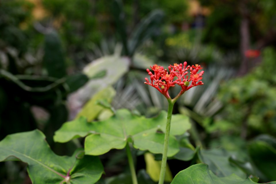 Plant Flora Vegetation Flower