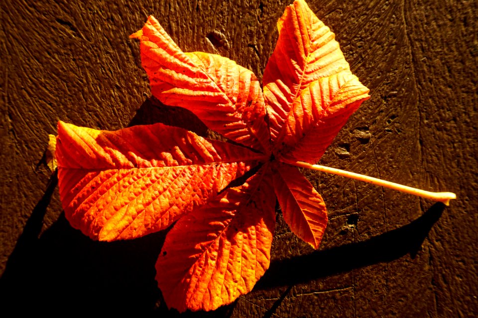 Leaf Orange Flora Autumn