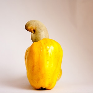 Yellow nut ripe