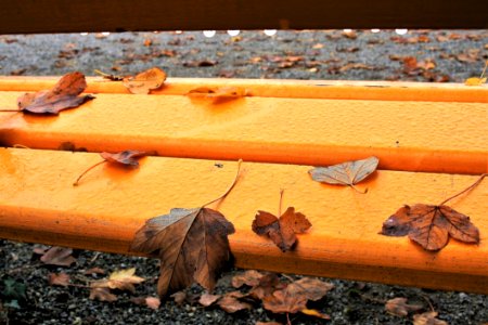 Wood Fauna Wood Stain Lumber