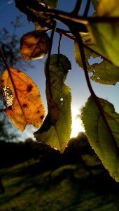Leaf Branch Flora Tree