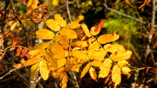 Leaf Autumn Deciduous Vegetation