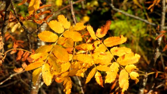 Leaf Autumn Deciduous Vegetation photo