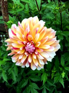 Flower Plant Flowering Plant Dahlia