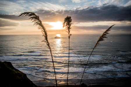 Silhouette Photograph Of Grass Beside Seashore photo