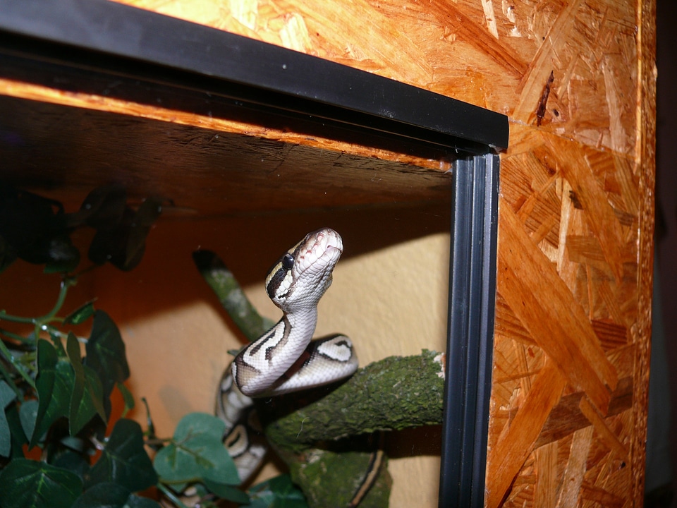 Terrarium animal exotic