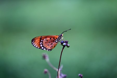 Brown And Black Shallow Focus Photography Of A Butterfly photo