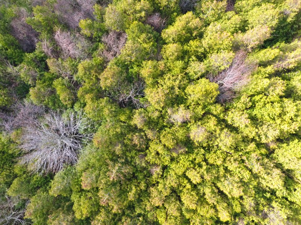 Aerial Photo Of Green Forest Trees