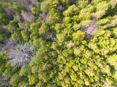 Aerial Photo Of Green Forest Trees photo