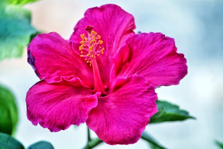 Pink Hibiscus Flower photo