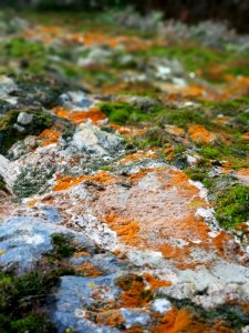 Depth Of Field Photograph Of Green And Brown Mosses