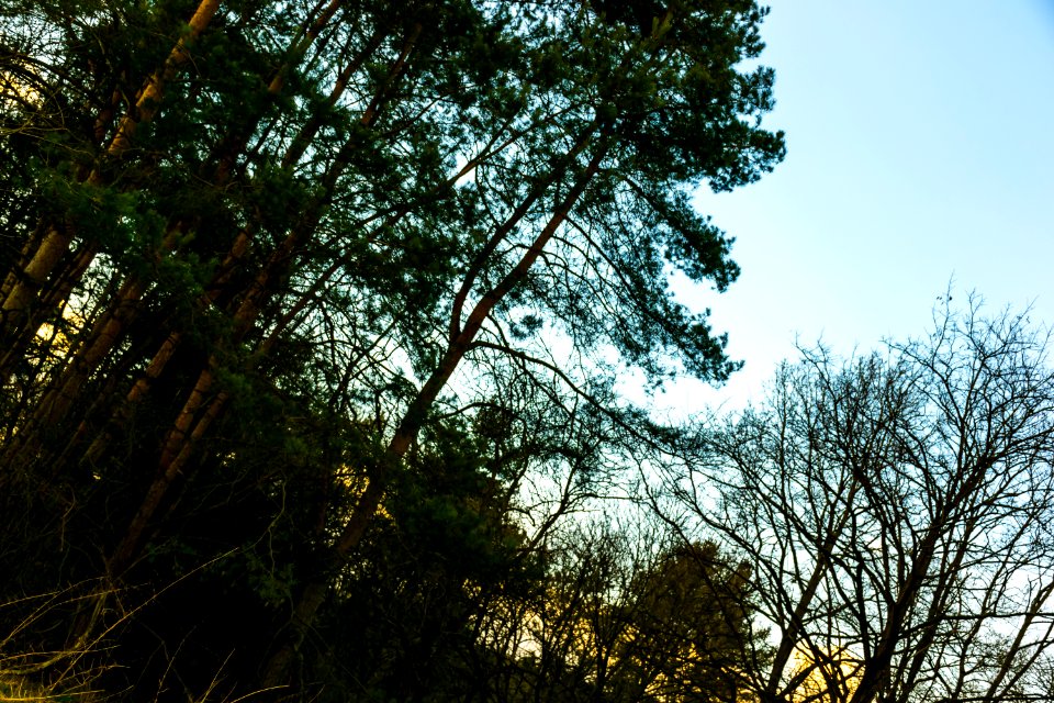 Photo Of Green Leaf Trees
