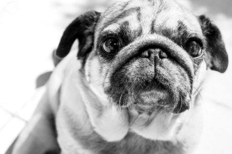 Gray Scale Photo Of A Pug photo