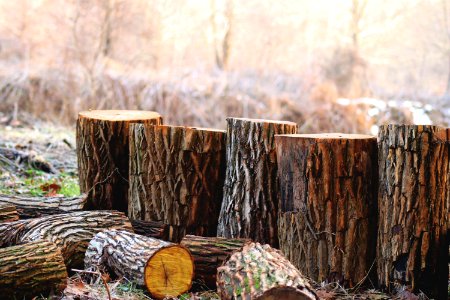 Depth Of Field Photography Of Brown Tree Logs photo