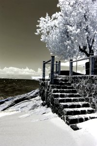 Photo Of Trees And Stairs Near Ocean photo