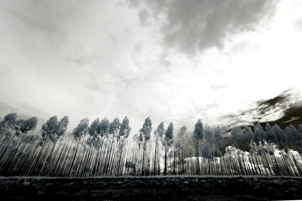 Grayscale Photo Of Trees