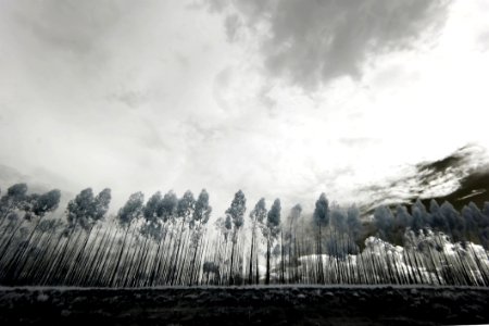 Grayscale Photo Of Trees