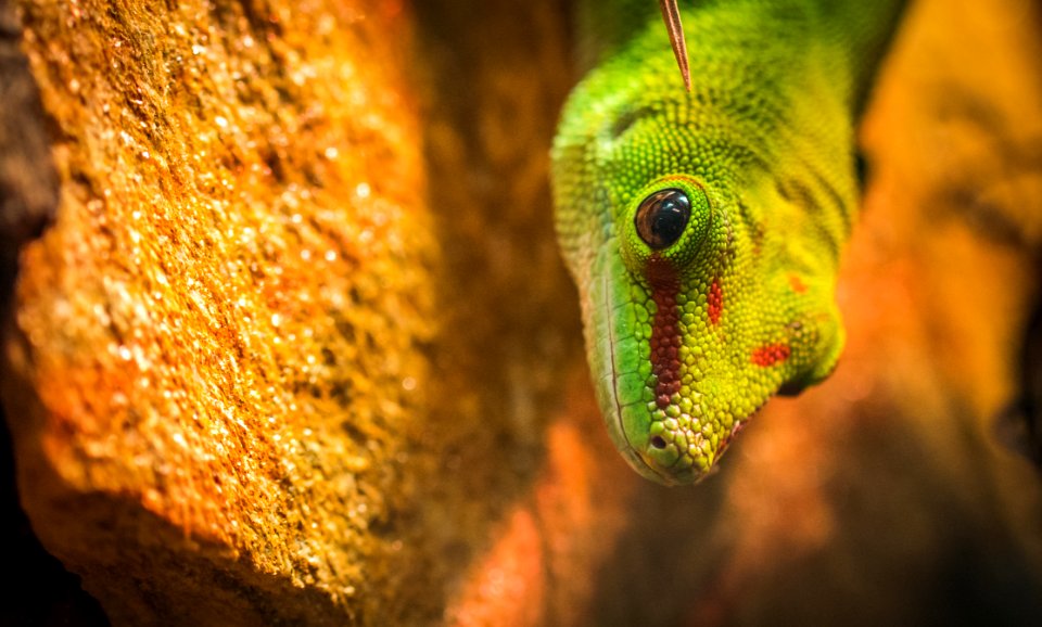 Micro Photography Of A Gecko