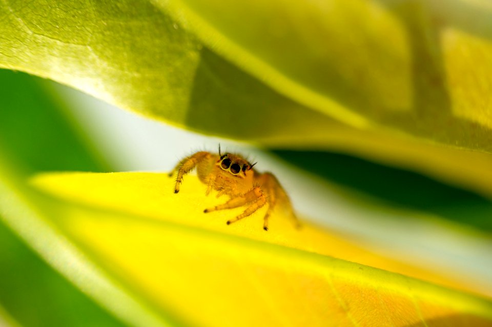 Insect Leaf Macro Photography Bee