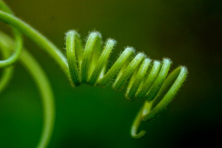 Macro Photography Close Up Caterpillar Larva photo