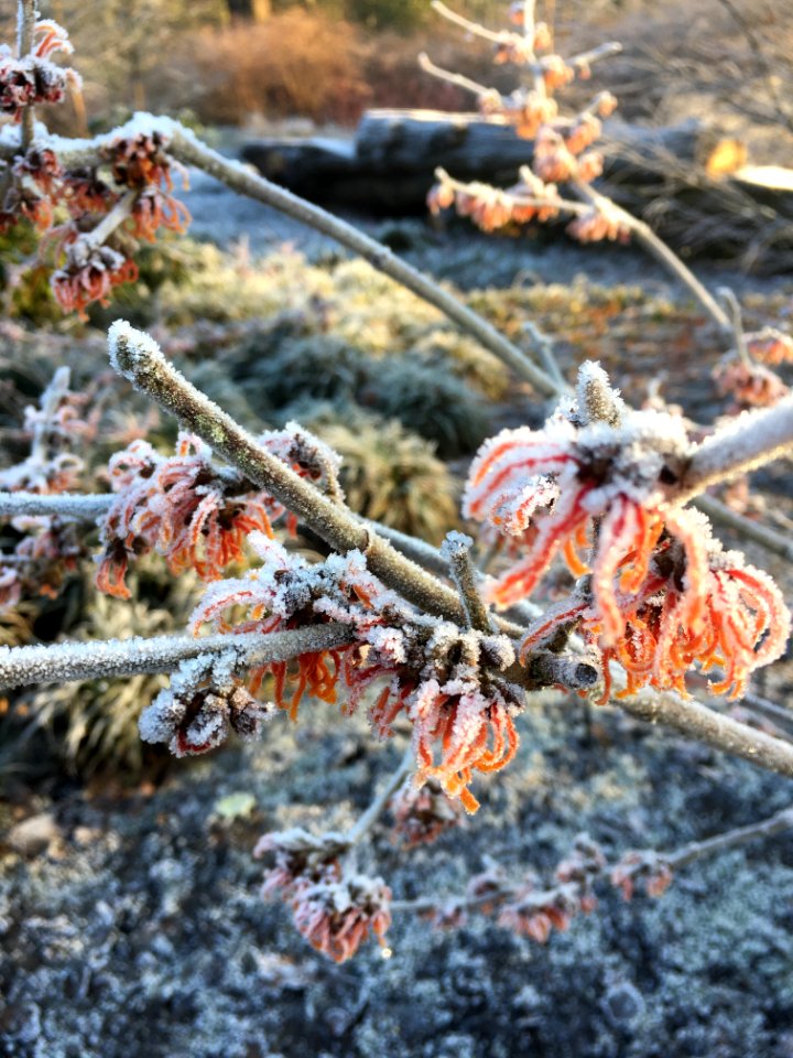 Winter Frost Freezing Tree