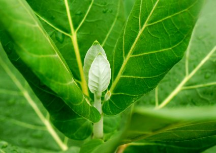 Leaf Plant Insect Organism