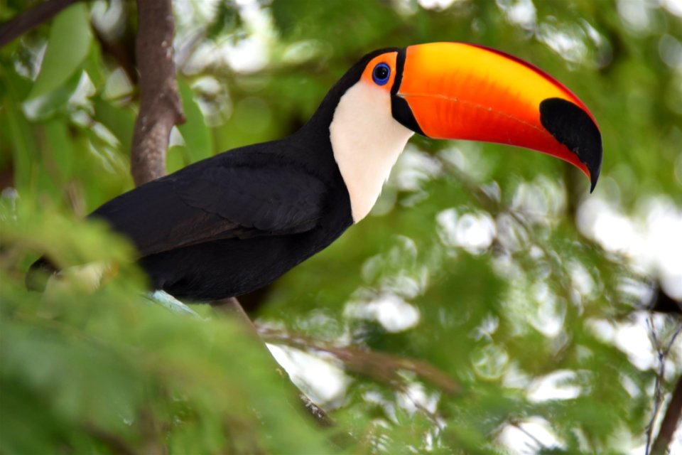 Bird Toucan Beak Fauna