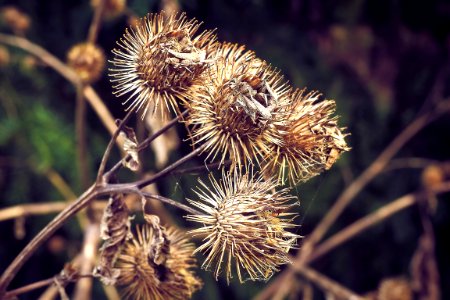 Flora Burdock Thorns Spines And Prickles Greater Burdock photo