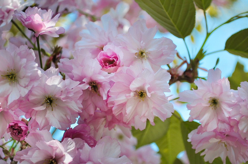 Flower bloom fruit