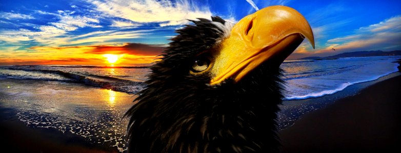 Beak Close Up Sky Eagle