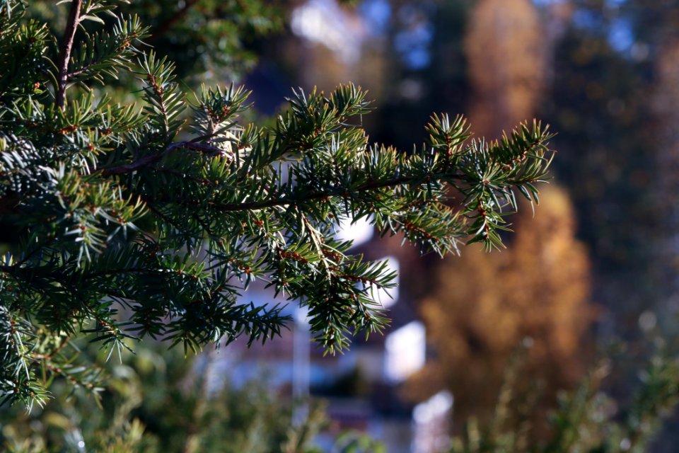 Tree Branch Plant Vegetation
