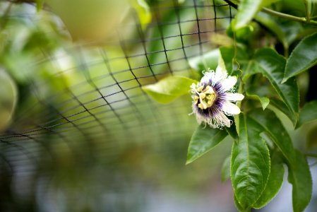 Flower Plant Flora Passion Flower