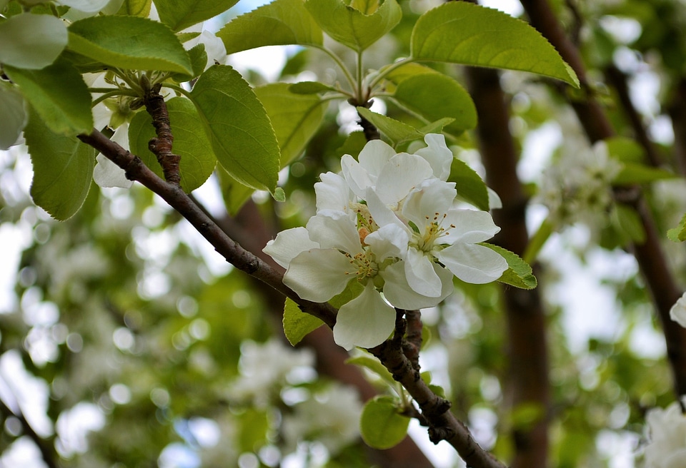 White bloom branch