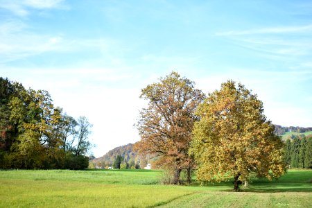Sky Tree Grassland Ecosystem