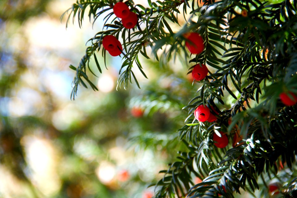 Tree Taxus Baccata Yew Family Conifer